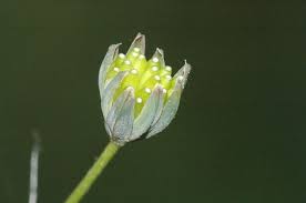 Attēlu rezultāti vaicājumam “Lapsana communis flower”
