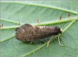 Attēlu rezultāti vaicājumam “Taleporia tubulosa”