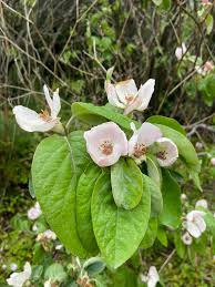 Attēlu rezultāti vaicājumam “Cydonia oblonga flower”