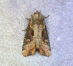 Attēlu rezultāti vaicājumam “Apamea ophiogramma”