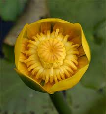 Attēlu rezultāti vaicājumam “Nuphar lutea flower”