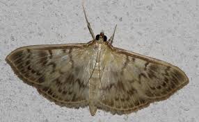 Attēlu rezultāti vaicājumam “Pleuroptya ruralis”