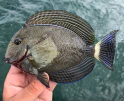 Image result for Acanthurus blochii