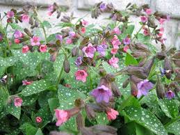 Image result for Pulmonaria officinalis