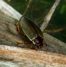 Attēlu rezultāti vaicājumam “Colymbetes striatus”