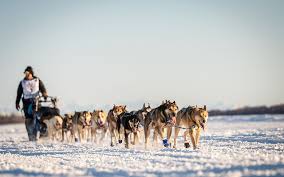 Image result for Team Ice Fire British Sled Dog Racing Team