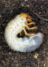 Attēlu rezultāti vaicājumam “Meloe sp. larva”