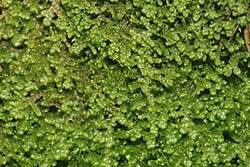 Attēlu rezultāti vaicājumam “Lepidozia reptans”