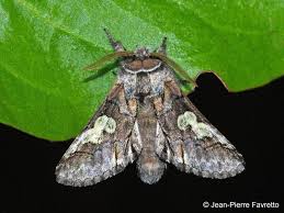 Attēlu rezultāti vaicājumam “Diloba caeruleocephala”