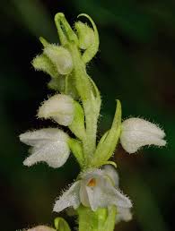 Attēlu rezultāti vaicājumam “Goodyera repens bud”