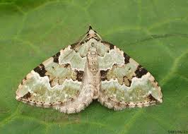 Attēlu rezultāti vaicājumam “Colostygia pectinataria”