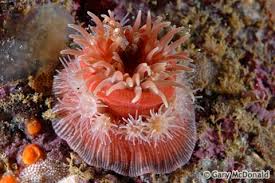 Attēlu rezultāti vaicājumam “Ceriporiopsis aneirina”