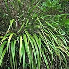 Attēlu rezultāti vaicājumam “Dianema nivale”