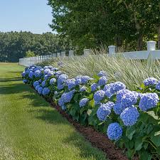 Attēlu rezultāti vaicājumam “Hydrangea”