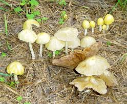 Attēlu rezultāti vaicājumam “Bolbitius vitellinus”