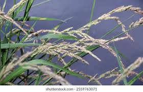 Attēlu rezultāti vaicājumam “Phalaroides arundinacea”