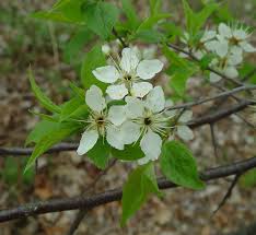 Attēlu rezultāti vaicājumam “Prunus (plum-tree) flower”