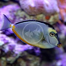 Image result for Naso lituratus