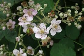 Attēlu rezultāti vaicājumam “Rubus plicatus flower”