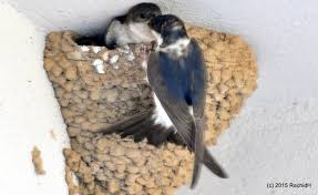 Attēlu rezultāti vaicājumam “Delichon urbicum nest”