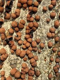 Attēlu rezultāti vaicājumam “Hypoxylon fuscum”