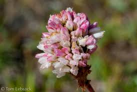 Attēlu rezultāti vaicājumam “Bistorta vivipara flower”