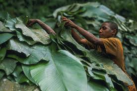 Risultati immagini per privazione della pheega