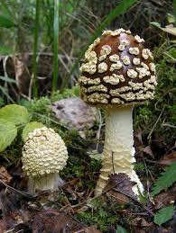 Attēlu rezultāti vaicājumam “Amanita regalis”
