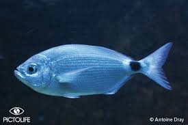 Image result for Oblada melanurus