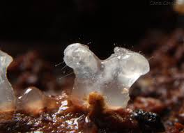 Attēlu rezultāti vaicājumam “Ceratiomyxa morchella stalked”