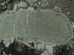 Attēlu rezultāti vaicājumam “Pertusaria leioplaca”