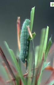 Attēlu rezultāti vaicājumam “Lasiommata petropolitana upperside”