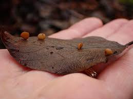 Attēlu rezultāti vaicājumam “Typhula erythropus”