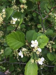 Attēlu rezultāti vaicājumam “Crataegus chrysocarpa”