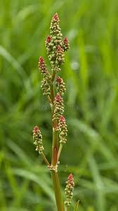Attēlu rezultāti vaicājumam “Rumex acetosa flower”