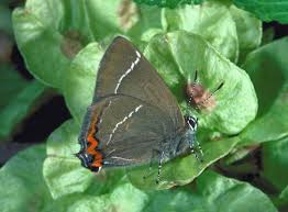 Attēlu rezultāti vaicājumam “Satyrium w-album underside”