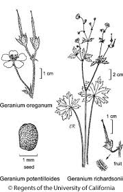 Attēlu rezultāti vaicājumam “Geranium dissectum fruit”