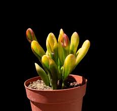 Image result for Crassula hobbit