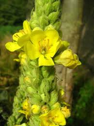Image result for Verbascum densiflorum