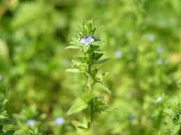 Attēlu rezultāti vaicājumam “Veronica arvensis flower”