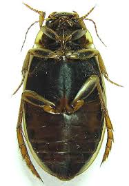 Attēlu rezultāti vaicājumam “Colymbetes striatus”