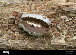 Attēlu rezultāti vaicājumam “Reticularia lycoperdon spores”