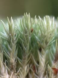 Attēlu rezultāti vaicājumam “Dicranales”