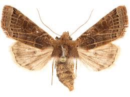 Attēlu rezultāti vaicājumam “Agrochola litura imago”