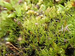 Attēlu rezultāti vaicājumam “Plagiothecium latebricola macro”