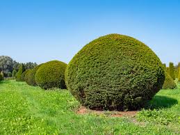 Attēlu rezultāti vaicājumam “Taxus baccata bud”