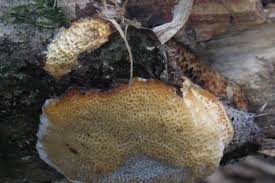 Attēlu rezultāti vaicājumam “Dichomitus campestris”