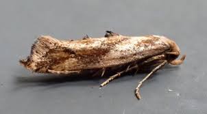 Attēlu rezultāti vaicājumam “Epermenia falciformis”