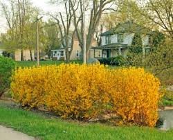 Attēlu rezultāti vaicājumam “Forsythia”