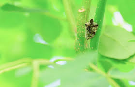 Attēlu rezultāti vaicājumam “Hoplia parvula”